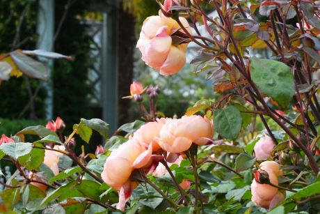 Roses at Borde Hill Garden 